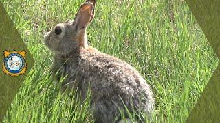 Rabbit Hemorrhagic Disease - RHDV2 Update