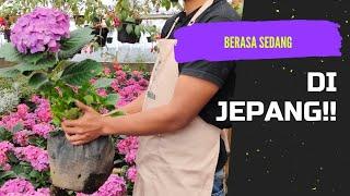 BERASA DI JEPANG !! | BUNGA HYDRANGEA HOLLAND