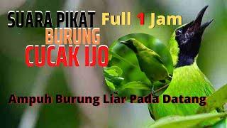 Suara Alam: Suara Pikat Cucak Ijo Big 1 Jam Full