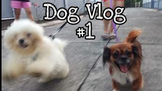 Dog vlog 1 meet happy lou and paupau otitsTV Reborn