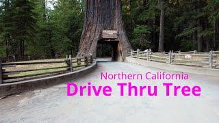 Drive Thru Redwood Tree | Northern California |Drone view