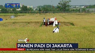 Lahan Sawah Abadi di Kota Jakarta Hasilkan 50 Ton Padi #SIP 01/10