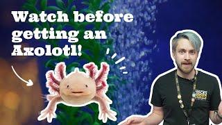Introduction to an Axolotl as a Pet (watch before getting an Axolotl!)