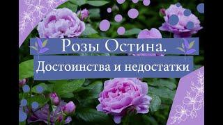 Розы Остина.  Достоинства и недостатки.