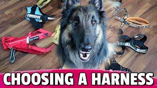 How to Choose the BEST Harness for Your Dog