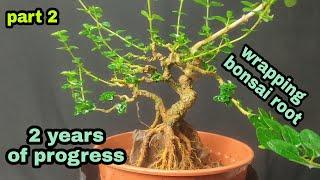 part2. Premna Microphylla root over rock bonsai style. cara membuat sancang mame on the rock