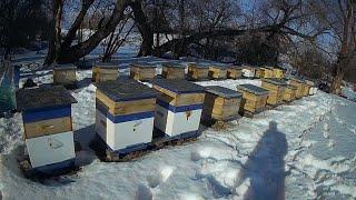 21.02.2020 ПЕРВЫЙ СКРОМНЫЙ ОБЛЁТ ПЧЁЛ В СИБИРИ - ВЕСНА В ФЕВРАЛЕ - ПЧЕЛОВОДСТВО С НУЛЯ