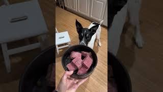 You CAN Combine RAW Dog Food and KIBBLE!