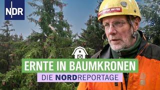 Saatgut für den Wald der Zukunft | Die Nordreportage | NDR