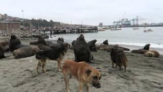 port of san antonio, chile - stray dogs & sea lions share a beach