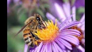 Bees and Flowers Pollination - Flowers and Bees Life in Nature ( HD )