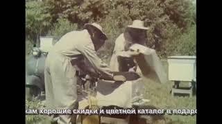 Содержание пчёл в многокорпусных ульях Фильм СССР