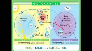 Биология 9 класс. Биосинтез углеводов. Фотосинтез. Людмила Ивановна. Profi-Teacher.ru