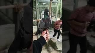 BURUNG MERPATI JINAK | BURUNG DARA CHANNEL