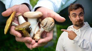 How I learned to forage wild mushrooms without dying