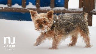 How a tiny dog navigates through deep snow