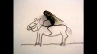 Funny Flies (HD)