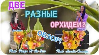 ОБЗОР ОРХИДЕИ Phal. Lioulin Orange и Phal. Drops of the Sun  Одинаковые сорта #орхидеи #орхомания