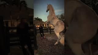 spicy  #horse #fypシ #equestrain #лошади #subscribe #рек #конныйспорт #рекомендации #edit