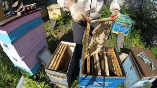 Что делать с роем после поимки? Пересадка роя. Beekeeping for beginners. Horse riding