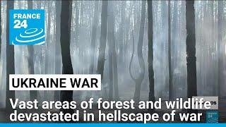 Ukraine's vast forests devastated in hellscape of war • FRANCE 24 English