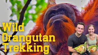 Our INSANE Trek Finding Wild Orangutans In Bukit Lawang, Indonesia | Up Close Footage