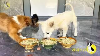 Funny Puppies Food Review  Petify TV Dogs Series 11  Puppies Food Review Channel Videos