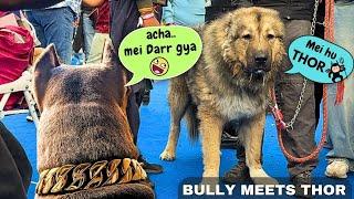 Toofan ka devta THOR vs Shaitano ka leader BULLY - Caucasian shepherd VS Pitbull