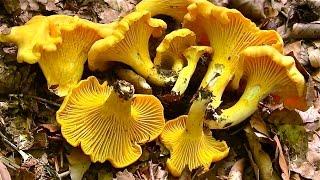 Pilze sammeln-Pilze finden-Pfifferlinge-Maronen-Semmelstoppelpilze