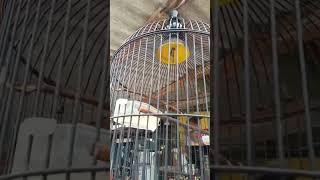 Burung kecil yang sangat gacor