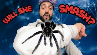 Breeding the DARKEST TARANTULA in the world! (SHE'S MASSIVE)