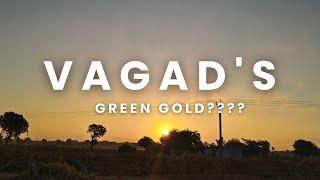 about vagad!!!!!#jiru  #bhachau #vagad #kutch #bhachaunews #bhachau