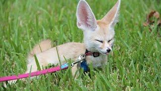 Why You Can't Walk A Fennec Fox on a Leash