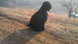 Black Russian Terrier Zhandar Jhamalitsa 12m -