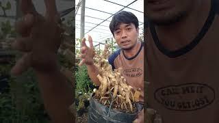 Bahan Bonsai Sancang Unik