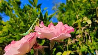 L6 Giant Malaysian Mantis Eating Fly