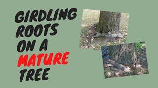 Girdling Roots on a Mature Sycamore Tree with Kasey Krouse; Knoxville's Urban Forester