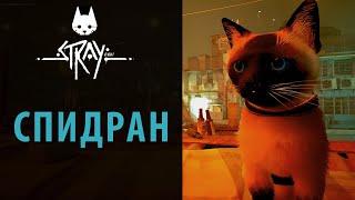 Спидран в Stray. Полное прохождение за 2 часа