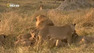 Lion Brotherhood - Nat Geo Wild Hayvan Belgeseli