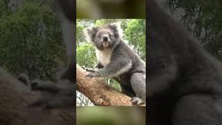 Maple moves into Koala Forest