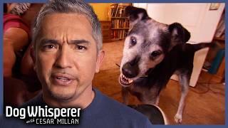 Possessive Dog A Threat To Newborn Baby | S4 Ep 24 | Dog Whisperer With Cesar Millan