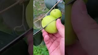 Farm Fresh Ninja Fruit Cutting | Oddly Satisfying Fruit Ninja | ASMR | Amazing Farm #M2