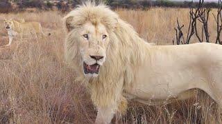 The Mane Men: Thor and Charlie | The Lion Whisperer