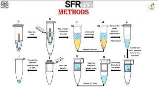 DNA Extraction Principle by Dr.S.Radha, Assistant Professor of Microbiology