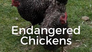 Two Endangered Chicken Breeds that you need on your hobby farm!