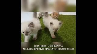 Anakan Kucing Ras Himalaya dan Persia Gembul - Jual Kitten Surabaya Kediri