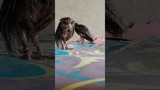 burung hantu abis mandi sore mau nganjang 