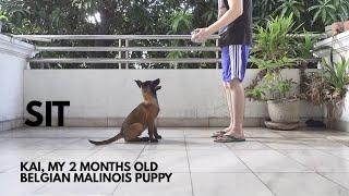 Belgian Malinois Puppy Training | Basic Obedience/ Basic Commands Part 1