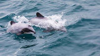 Māui Dolphin advocate welcomes news on fisheries bans | Te Ao Tapatahi