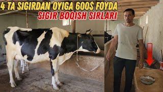 Sigir Boqish Biznesi 600$dan $1000 Gacha Foyda Oyiga  Uzoq Kutilgan Video